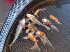 -唐廊烤鸭店(工体店)