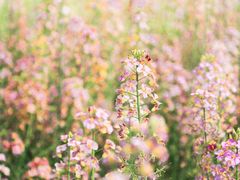 -中国天府农业博览园