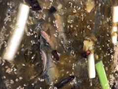 -八0一首创霍老七老螺蛳(万东镇龙景园店)