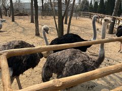 -大连森林动物园