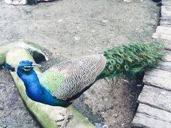 -哈尔滨北方森林动物园