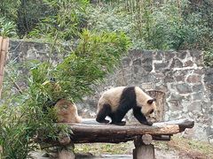 -都江堰中华大熊猫苑