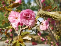 -长白岛森林公园