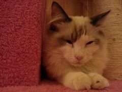android_upload_pic-猫色咖啡·猫咖