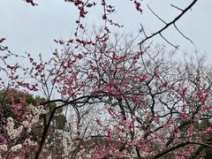 -无锡梅园公园