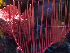 -暹罗海洋世界