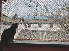 -喵屿·大理花园猫咖