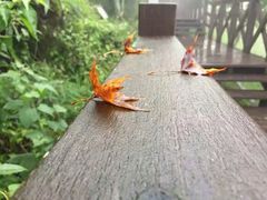 -荆州体育中心-游泳馆