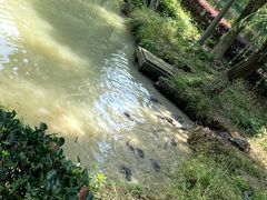 -中国扬子鳄村