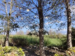 -洱海月湿地公园