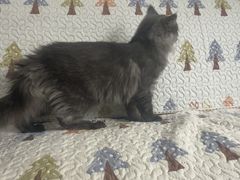 -全心全意连锁动物医院(加州店)