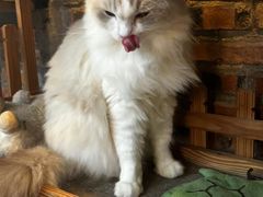 -豆逗聊愈猫阁Easy Life