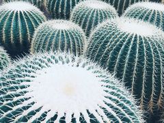 -南山植物园