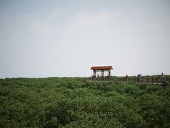 -北海金海湾红树林生态旅游区