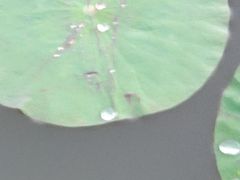 -南翔镇银翔湖公园