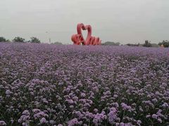 -西京湾花海