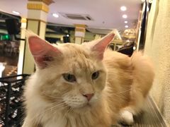 -more than meow吴止猫主题餐厅(承德 中船汇店)