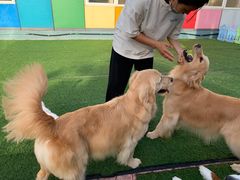 -汪说喵讲宠物乐园宠物酒店(红星美凯龙店)