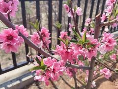 -梨木台悦来客农家院