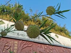 -广州神农草堂中医药博物馆