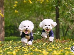 -超宠爱宠物摄影-Super pet