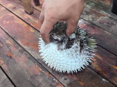 -蓝湾碧波·老字号·疍家非遗海上餐厅