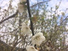 -广州市流溪河国家森林公园