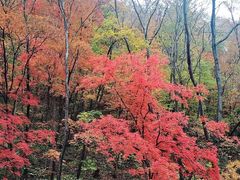 -天女山森林公园