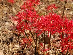 -八大山人梅湖景区