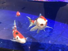 -鹏天阁酒楼·海鲜(红旗店)