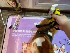 -宠爱国际动物医院·消化内科·心肾内科·ISFM猫友好(望京店)
