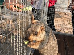 -北京鹿世界主题园