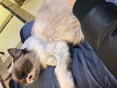 -猫色咖啡·猫咖