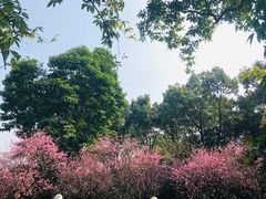 -南山植物园