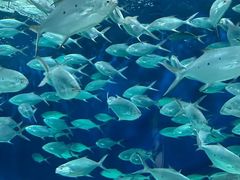 -上海海洋水族馆