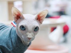 -猪盟咖啡店(玖洲道店)