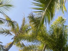 -深圳仙湖植物园
