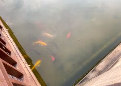 -安琪朵朵独栋花园月子中心