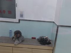 -宠福鑫康馨动物医院·骨科·眼科