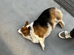 -朱記糯米蛋糕(千川百货店)