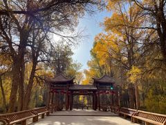 -金塔沙漠胡杨林景区