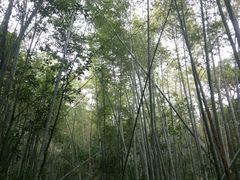 -广州市石门国家森林公园