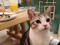 -飞行喵MR PILOT|猫舍·猫咖(静安大融城店)