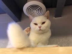 -more than meow吴止猫主题餐厅(承德 中船汇店)