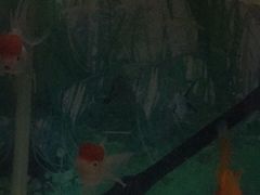 -中环花鸟鱼虫市场