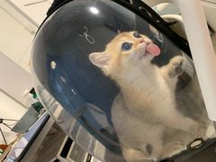 -东方名猫馆·英短金渐层布偶猫舍(环线广场1号楼店)