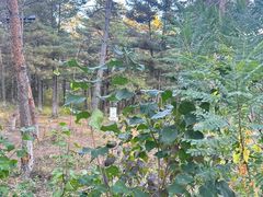 -帽儿山国家森林公园