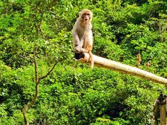 -西双版纳原始森林公园