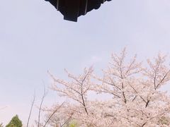 -西安青龙寺遗址景区
