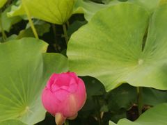 -荷塘月色湿地公园·向阳花洲